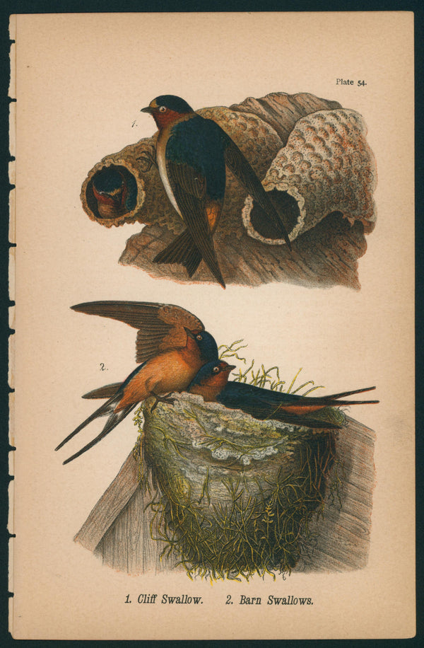 Cliff Swallow- Birds of Pennsylvania - Authentic Vintage Antique Print