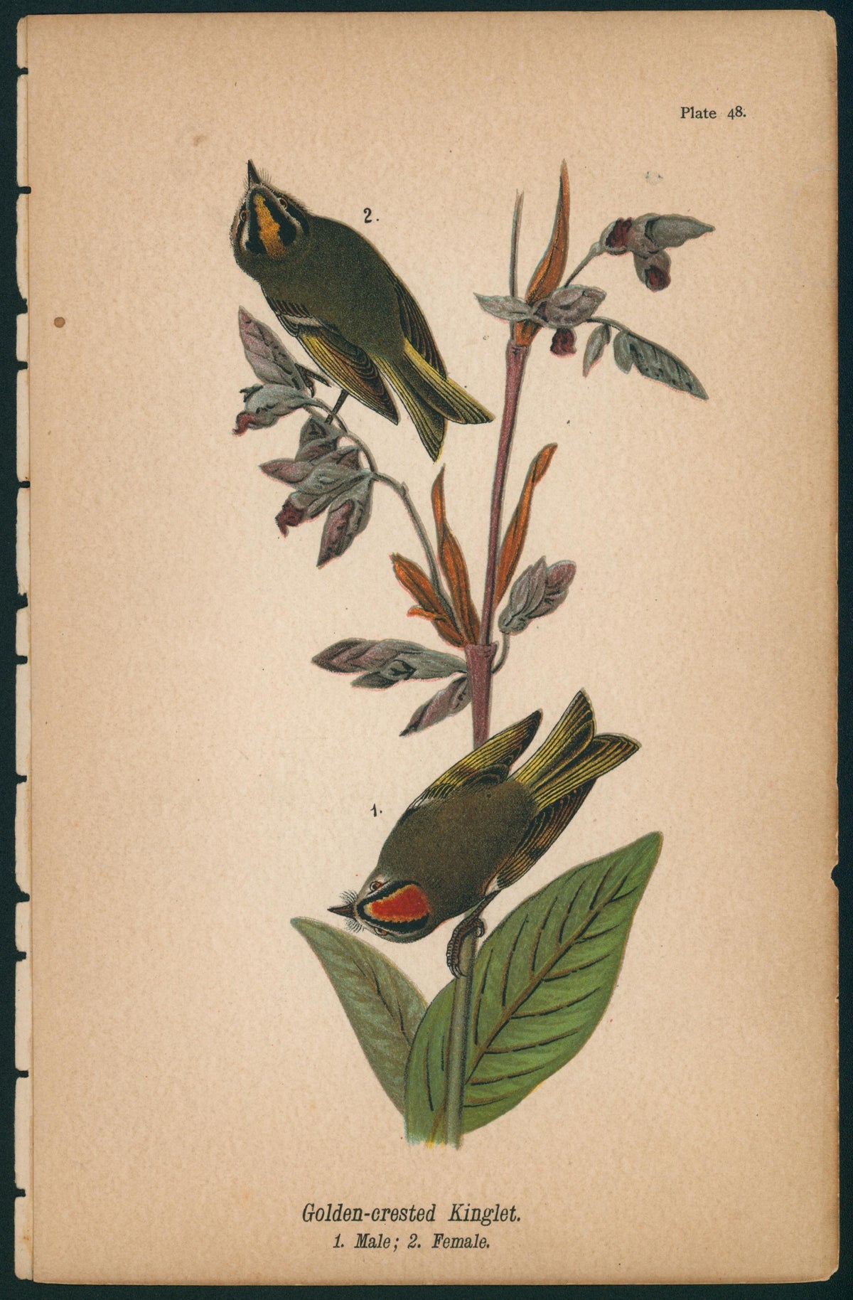 Golden-crested Kinglet- Birds of Pennsylvania - Authentic Vintage Antique Print