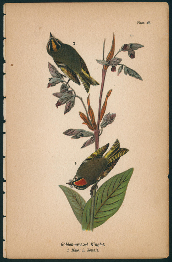 Golden-crested Kinglet- Birds of Pennsylvania - Authentic Vintage Antique Print
