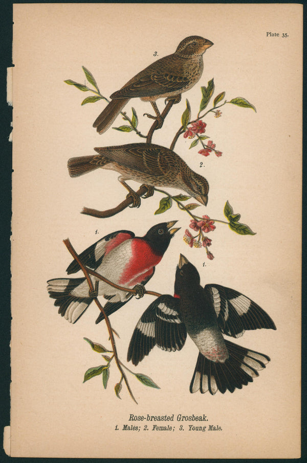 Rose-brested Grosbeak- Birds of Pennsylvania - Authentic Vintage Antique Print