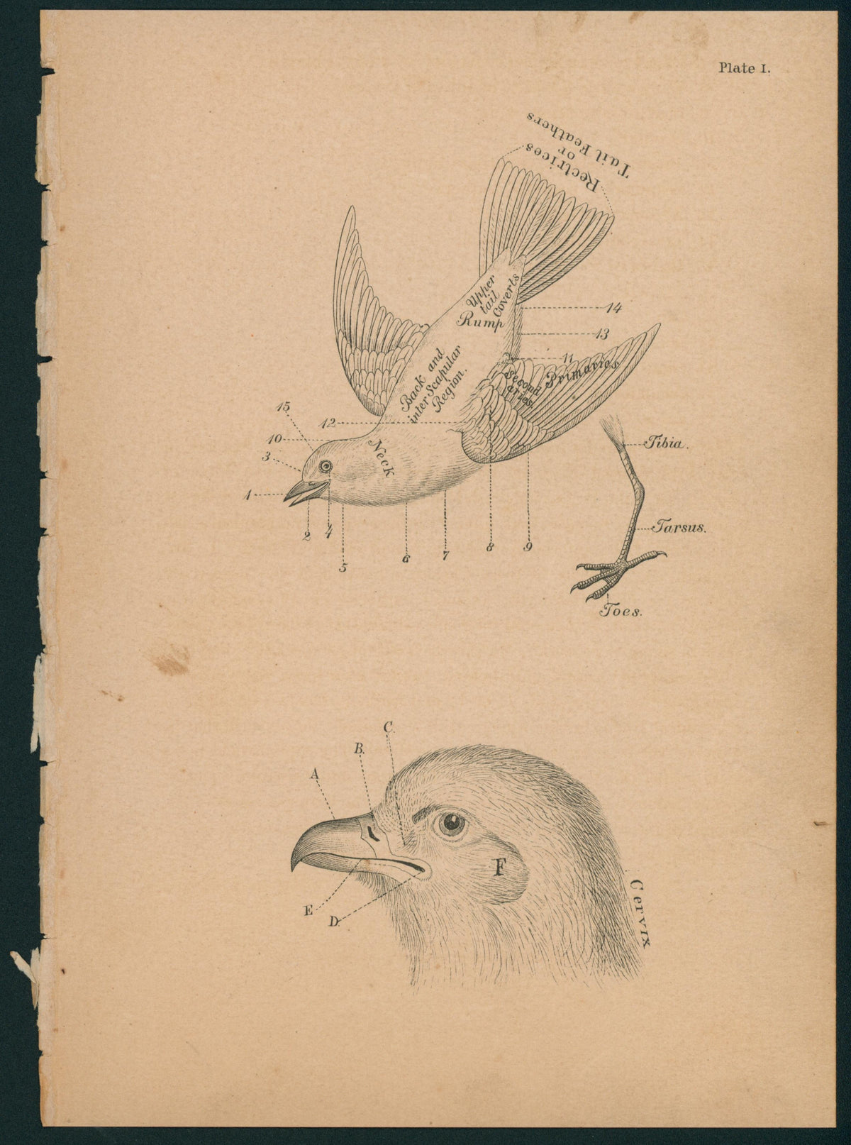 Bird Anatomy- Birds of Pennsylvania - Authentic Vintage Antique Print