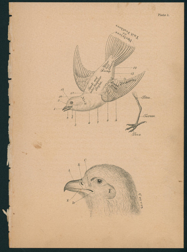 Bird Anatomy- Birds of Pennsylvania - Authentic Vintage Antique Print