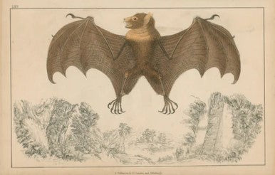 Bats- Hand Colored Copper Engraving - Authentic Vintage Antique Print
