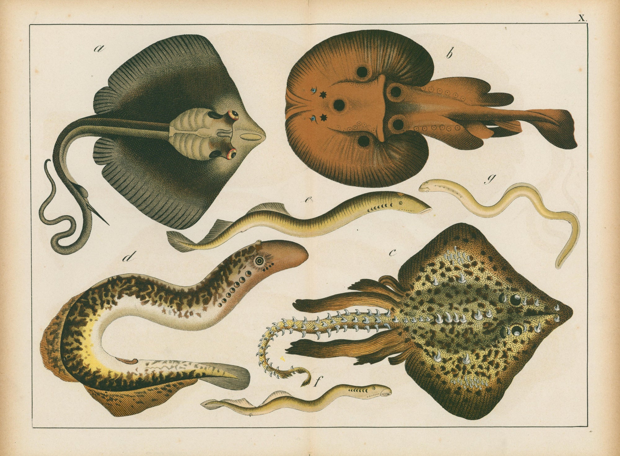 Le Regne Animal by Gotthilf Heinrich von Schubert- Marine Print - Authentic Vintage Antique Print