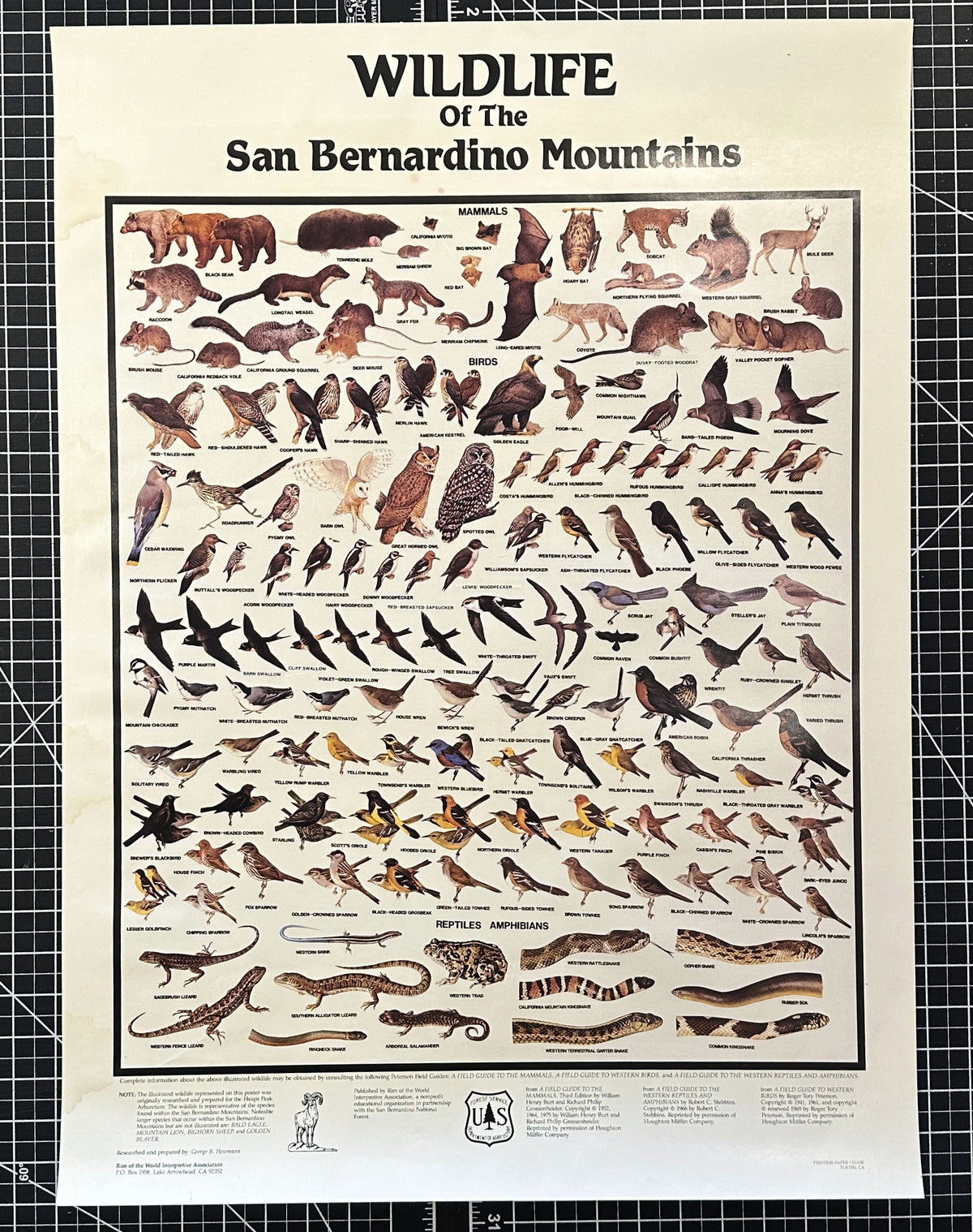 San Bernardino Wildlife - Authentic Vintage Poster