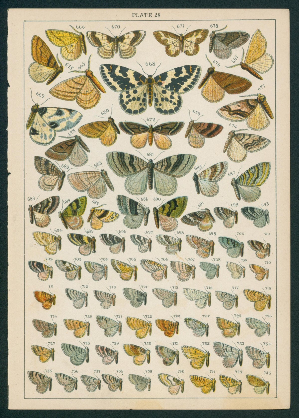 11 Butterfly &amp; Moths- Antique Chromolithograph - Authentic Vintage Antique Print