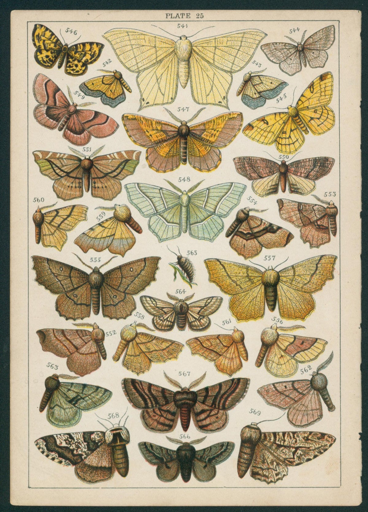 Butterfly & Moths- Chromolithograph - Authentic Vintage Antique Print