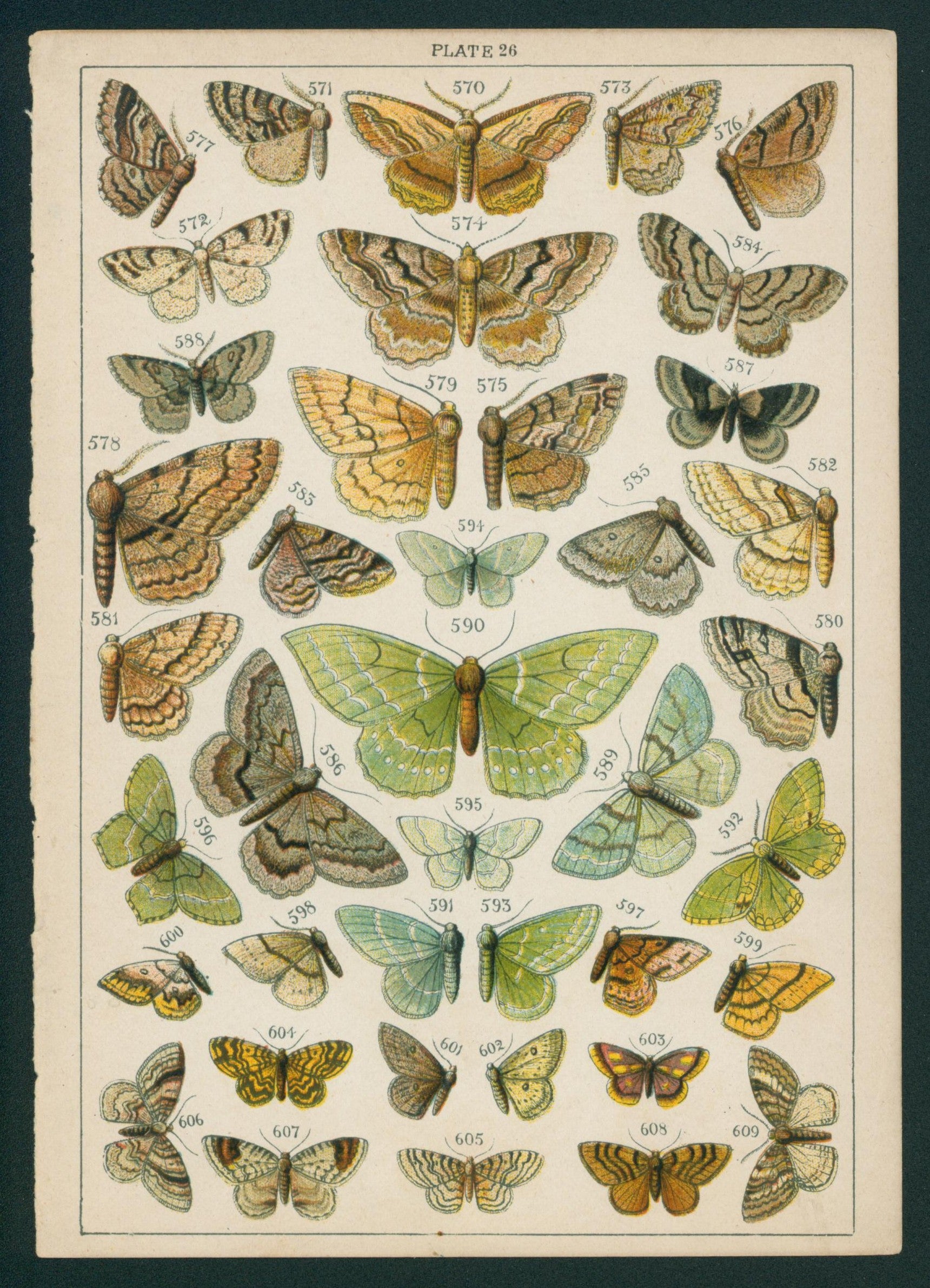 18 Butterfly & Moths- Antique Chromolithograph - Authentic Vintage Antique Print