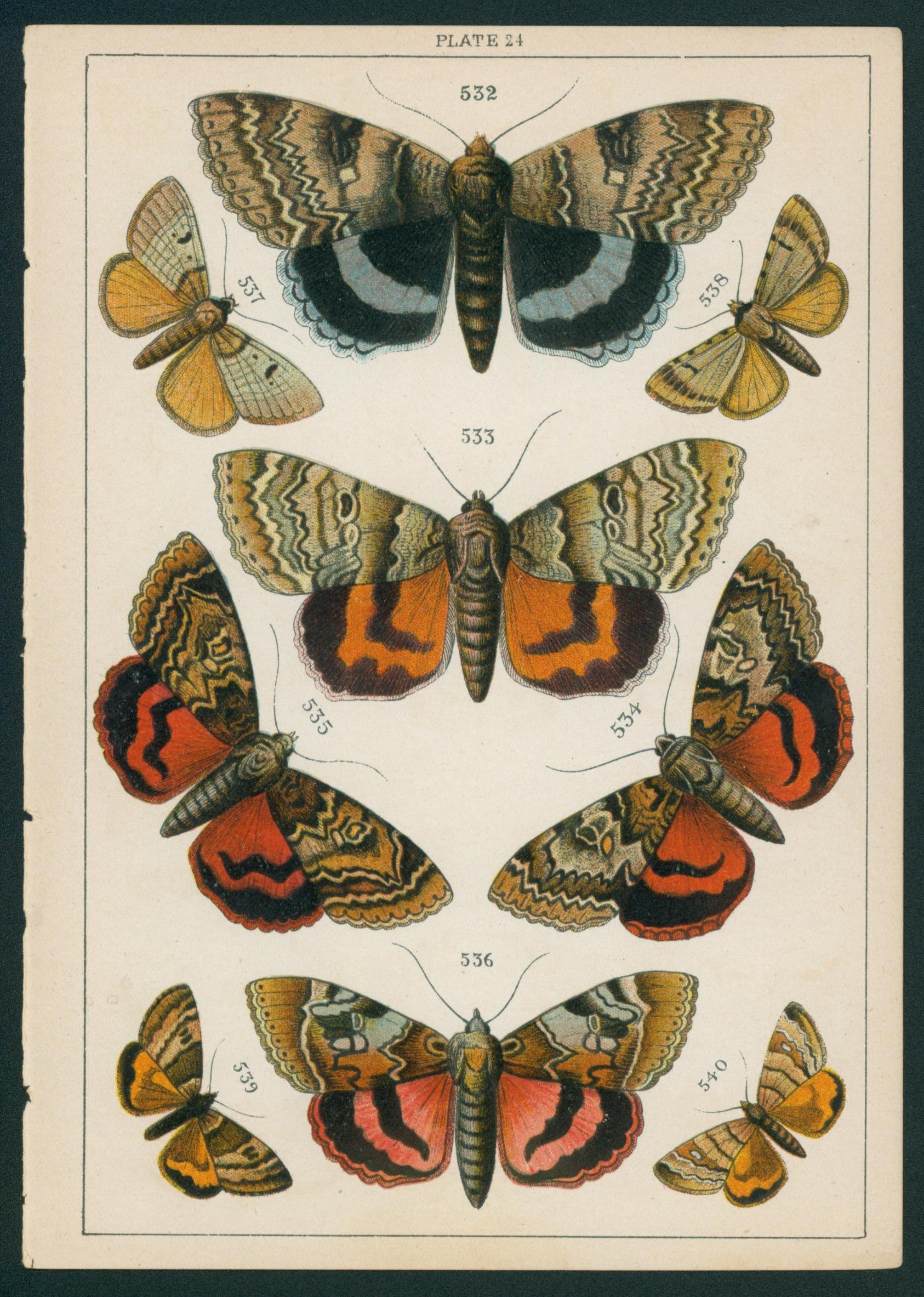 19 Butterfly & Moths- Antique Chromolithograph - Authentic Vintage Antique Print