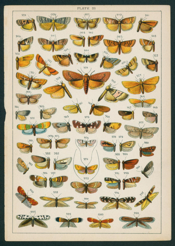 Butterfly & Moths- Chromolithograph - Authentic Vintage Antique Print
