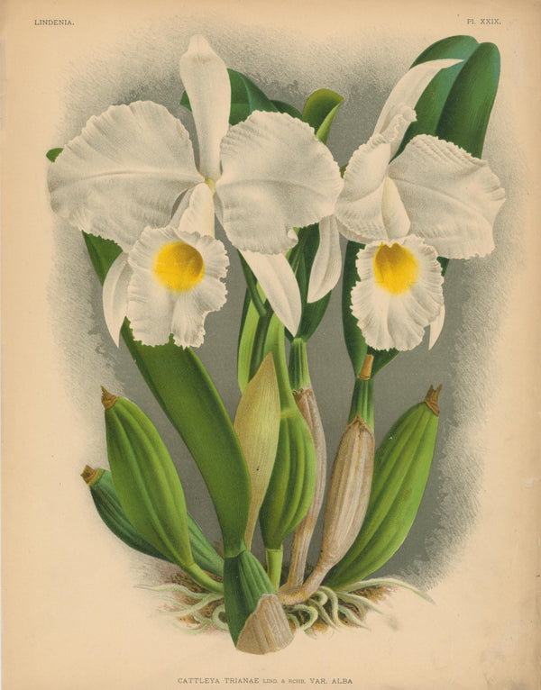 Iconography of Orchids- Chromolithograph - Authentic Vintage Antique Print