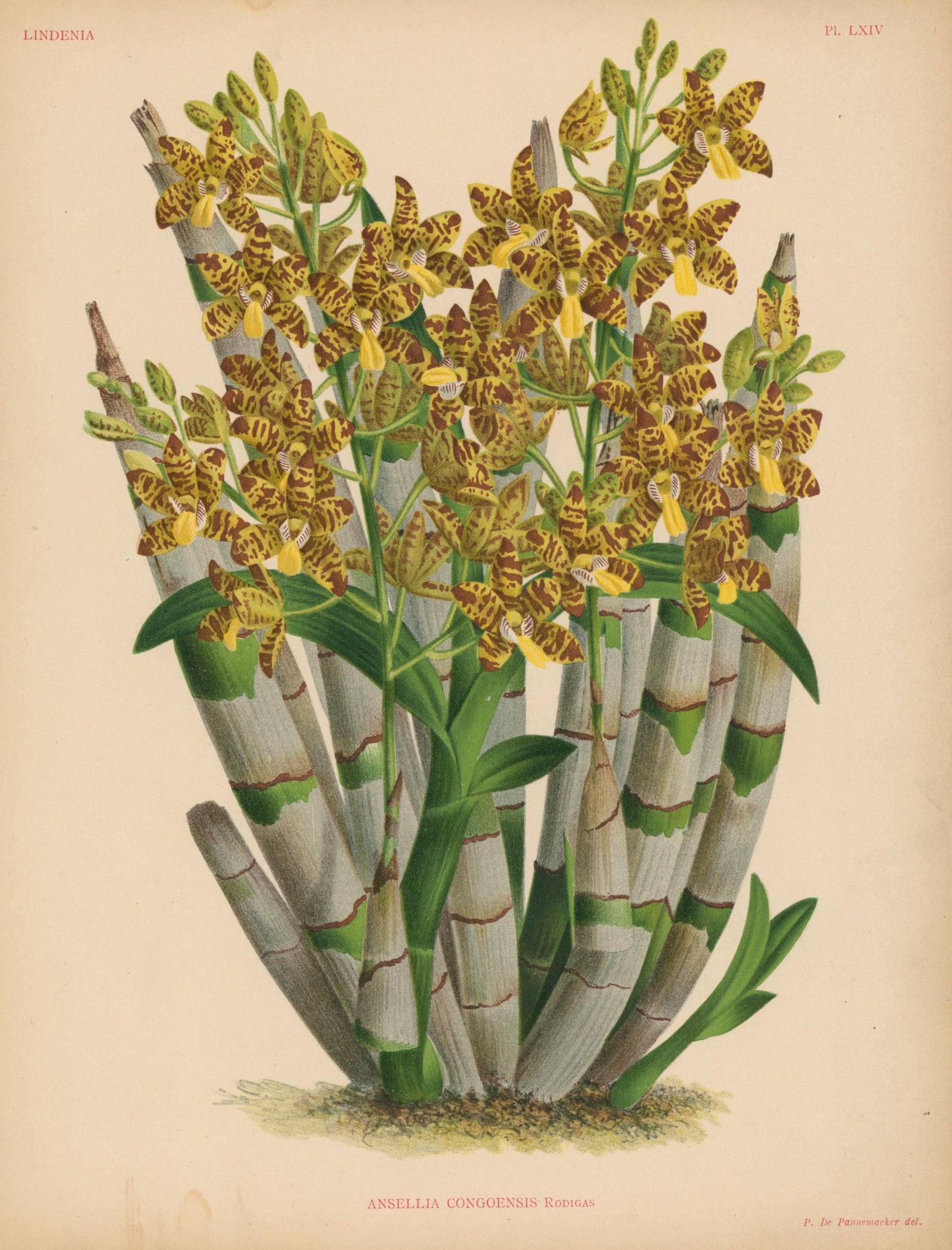 Iconography of Orchids - Authentic Vintage Antique Print