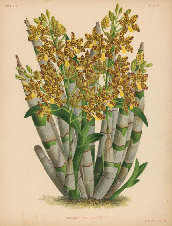 Iconography of Orchids- Chromolithograph - Authentic Vintage Antique Print