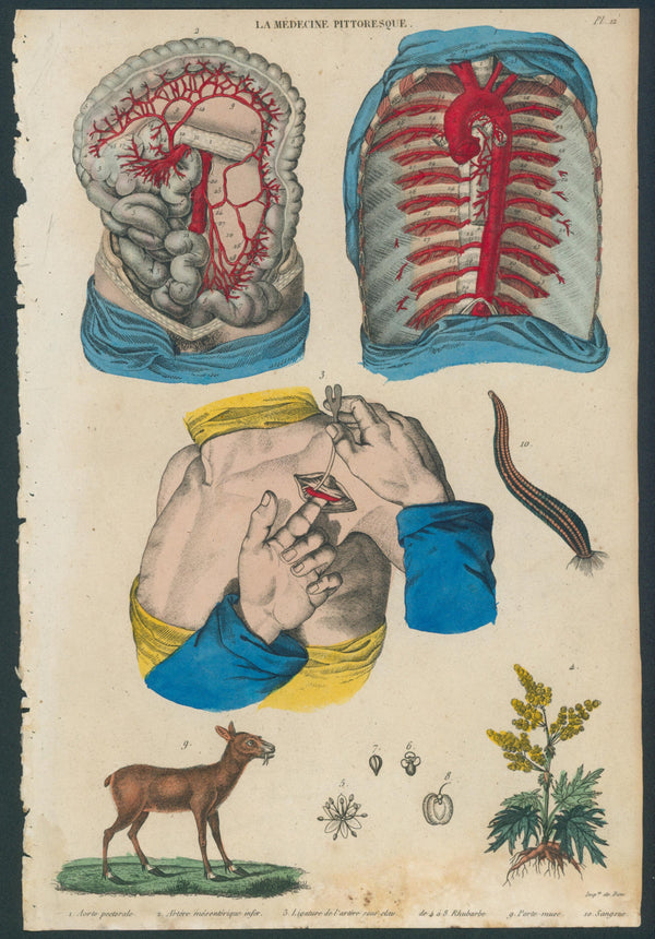 Plate 12
