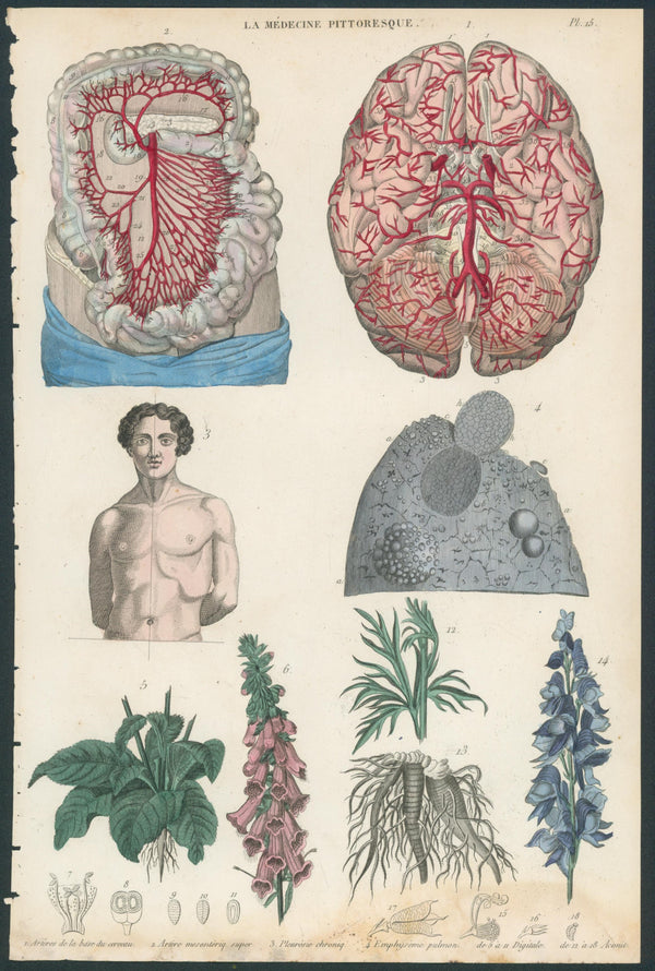 Plate 15