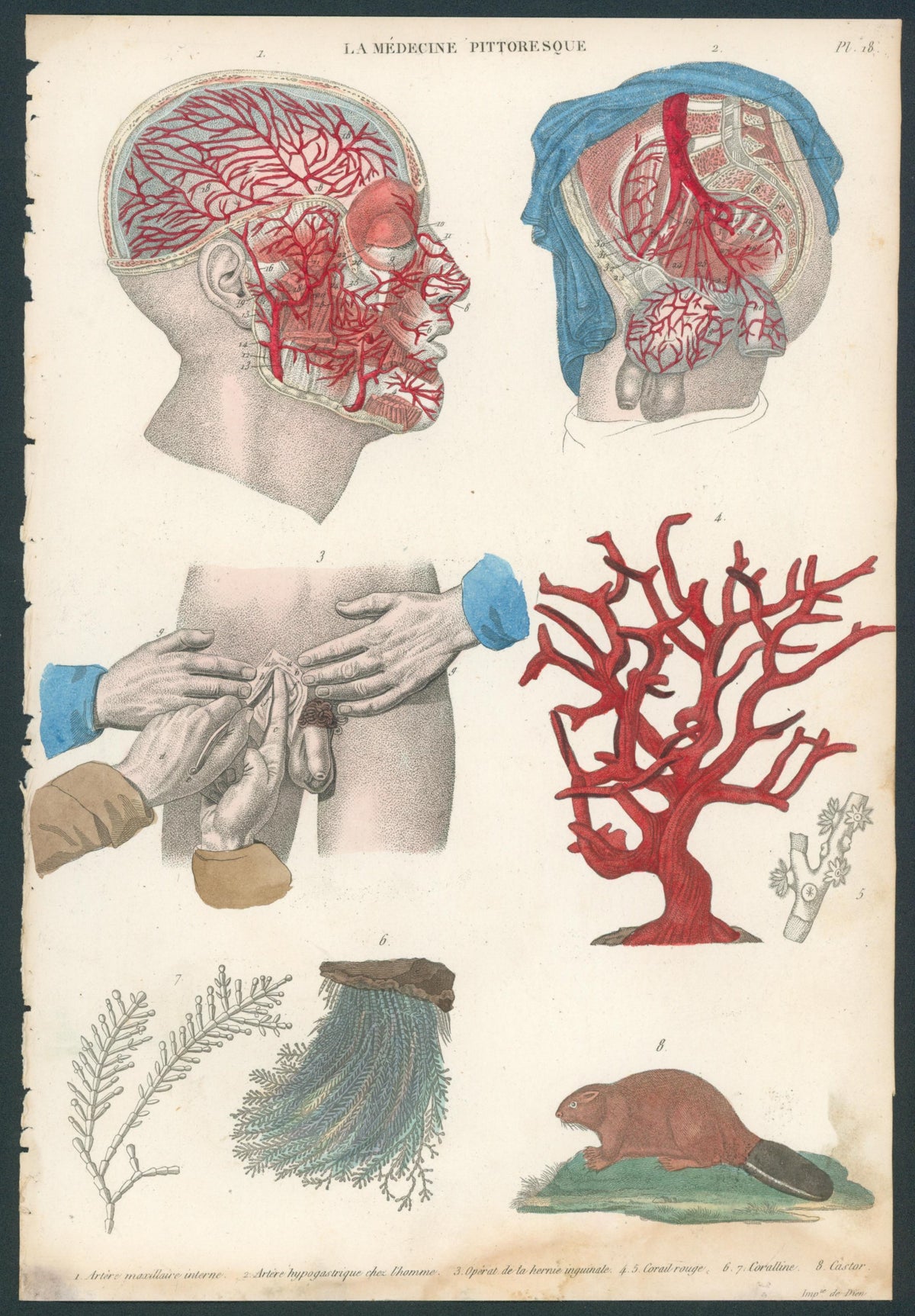 Plate 18