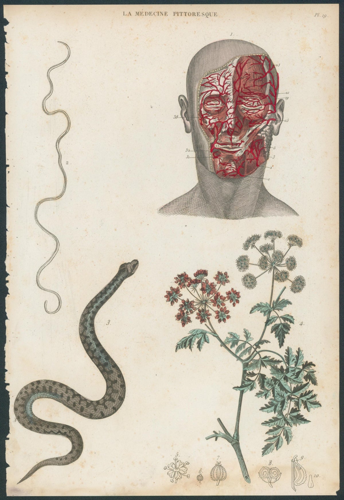 Plate 19