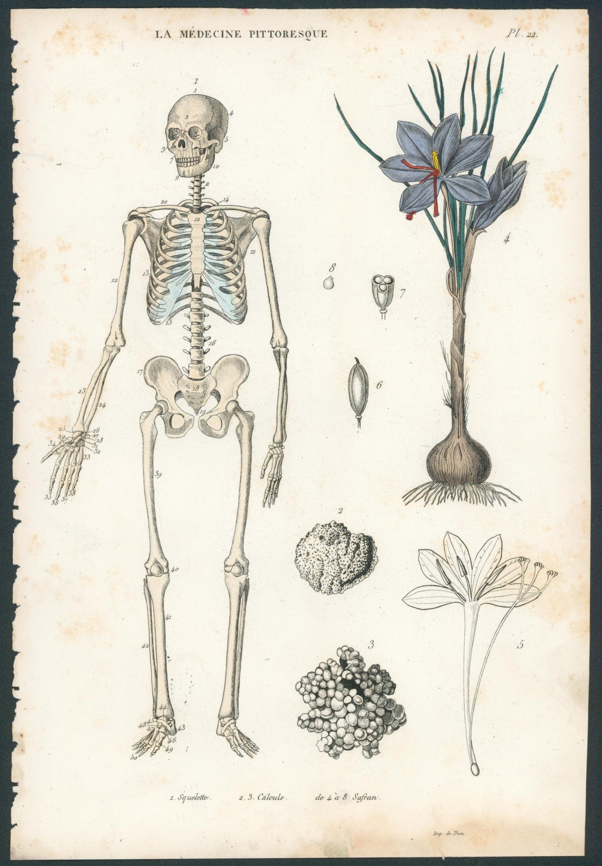 Plate 22