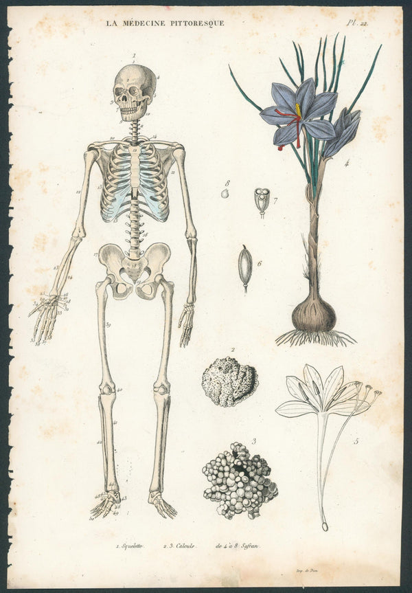Plate 22