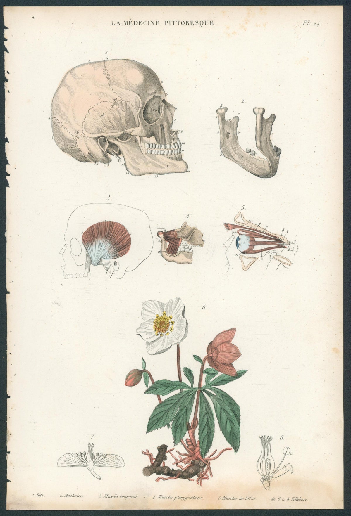 Plate 24