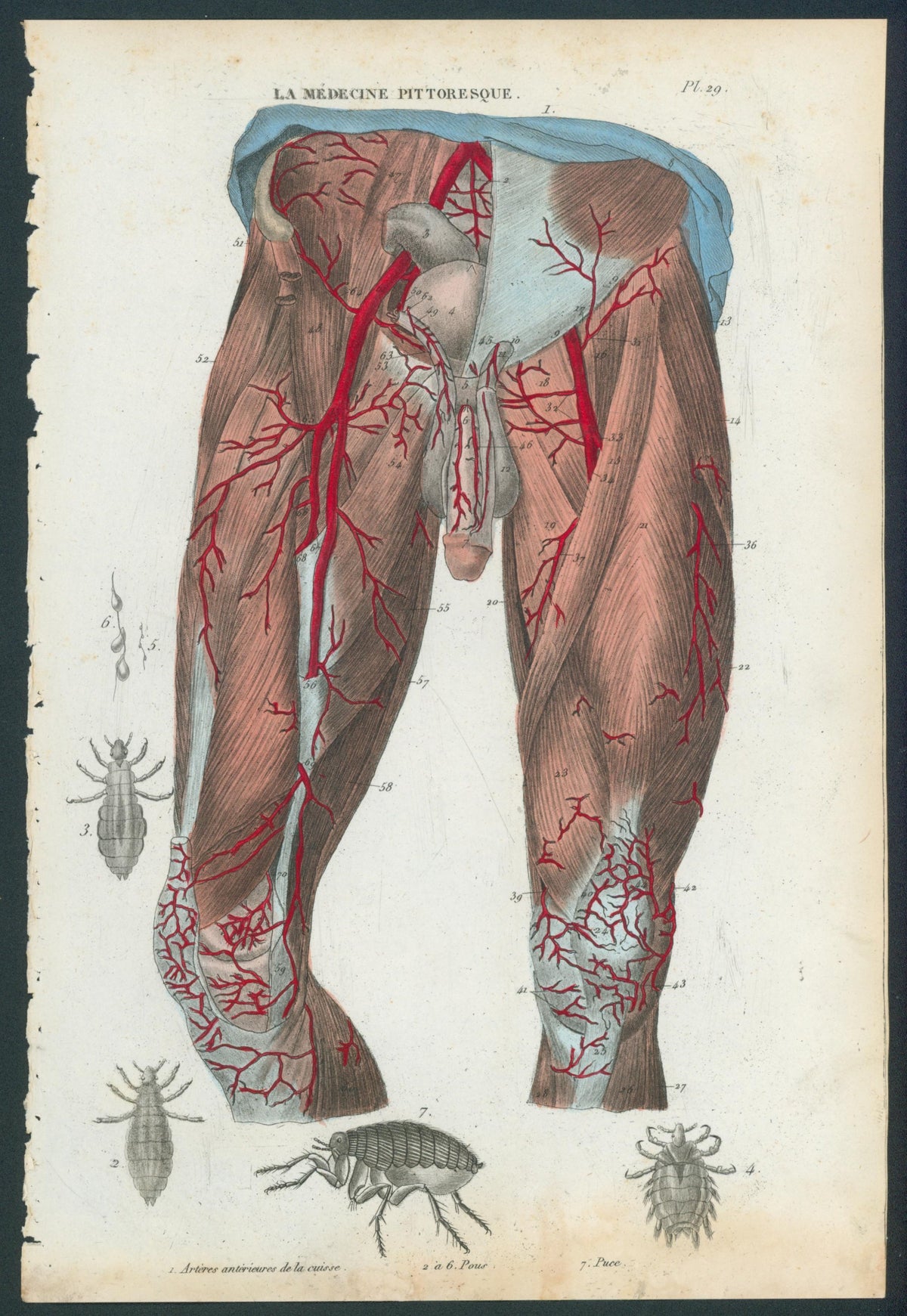 Plate 29