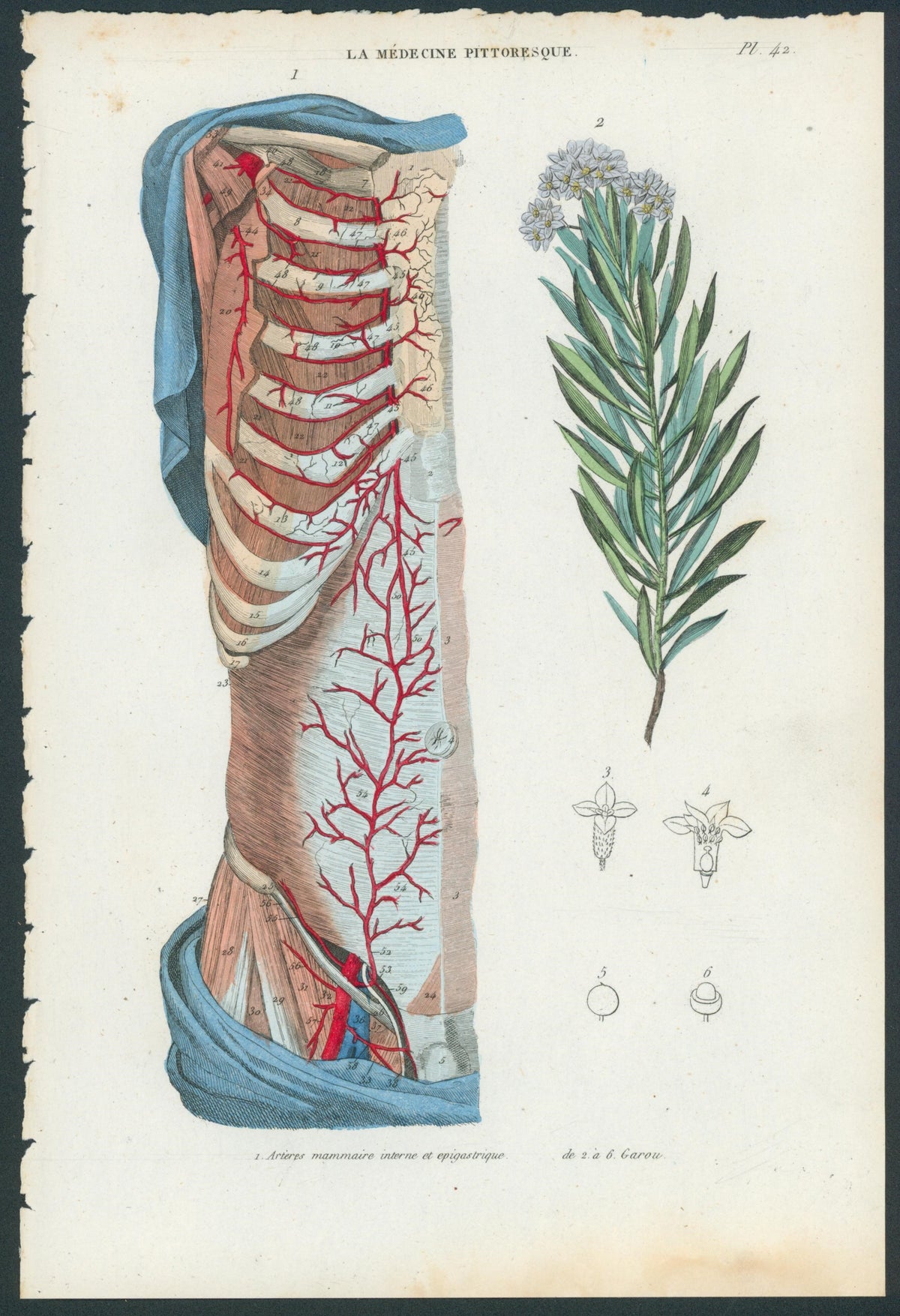 Plate 42