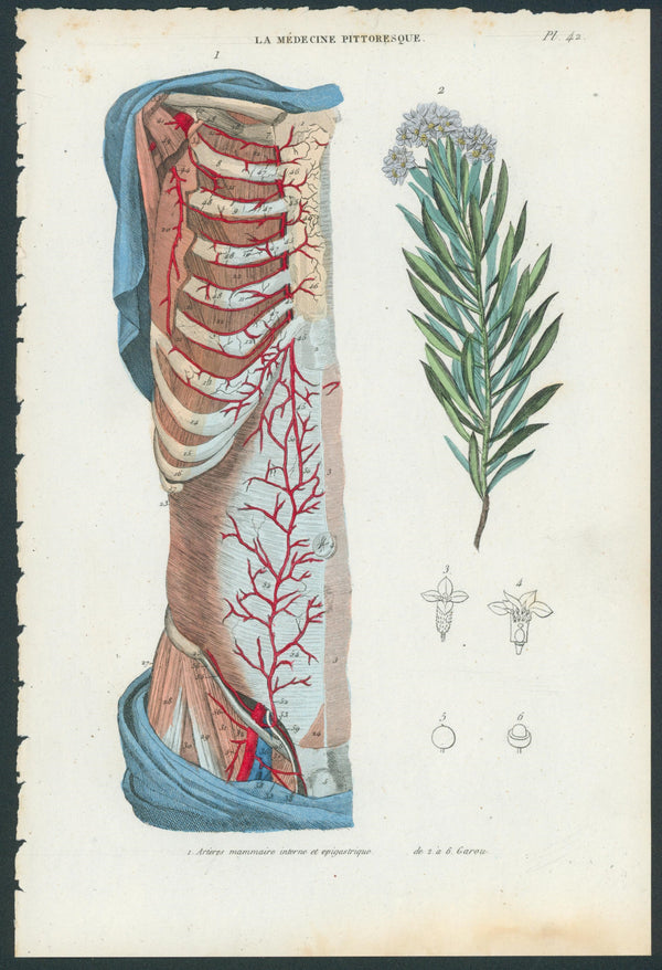 Plate 42