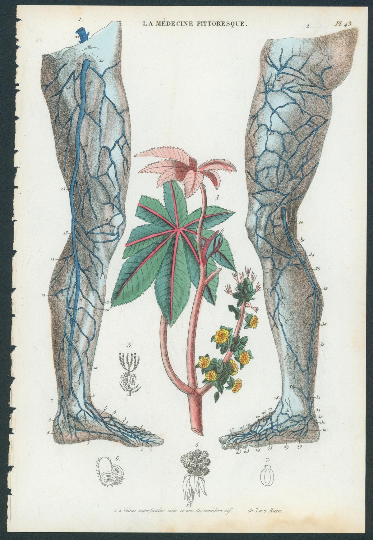 Plate 43
