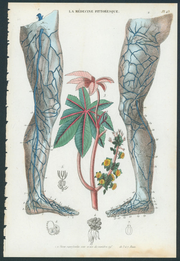 Plate 43