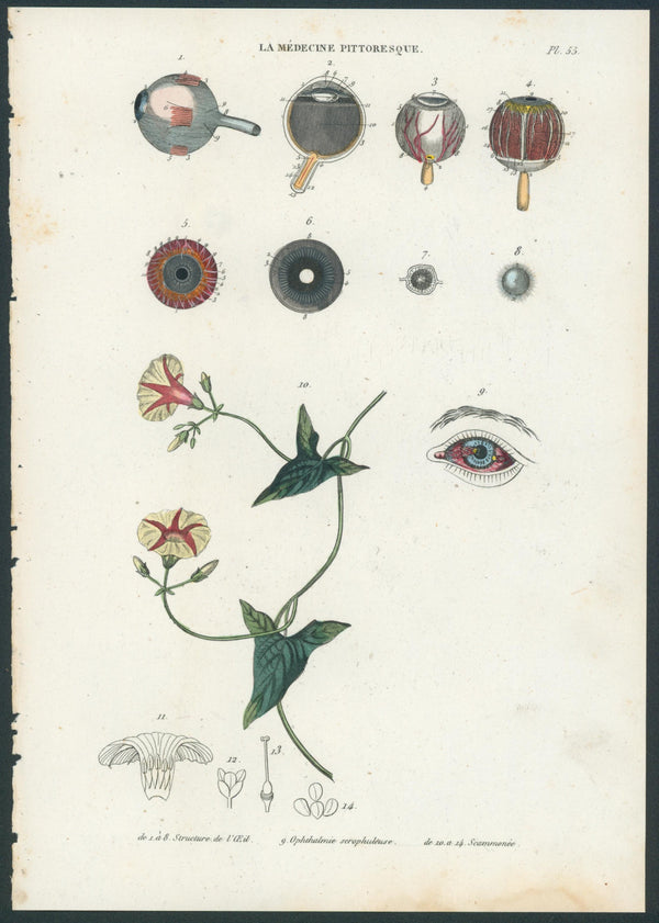 Plate 55