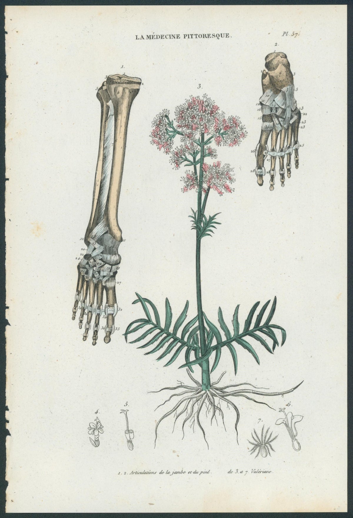 Plate 57