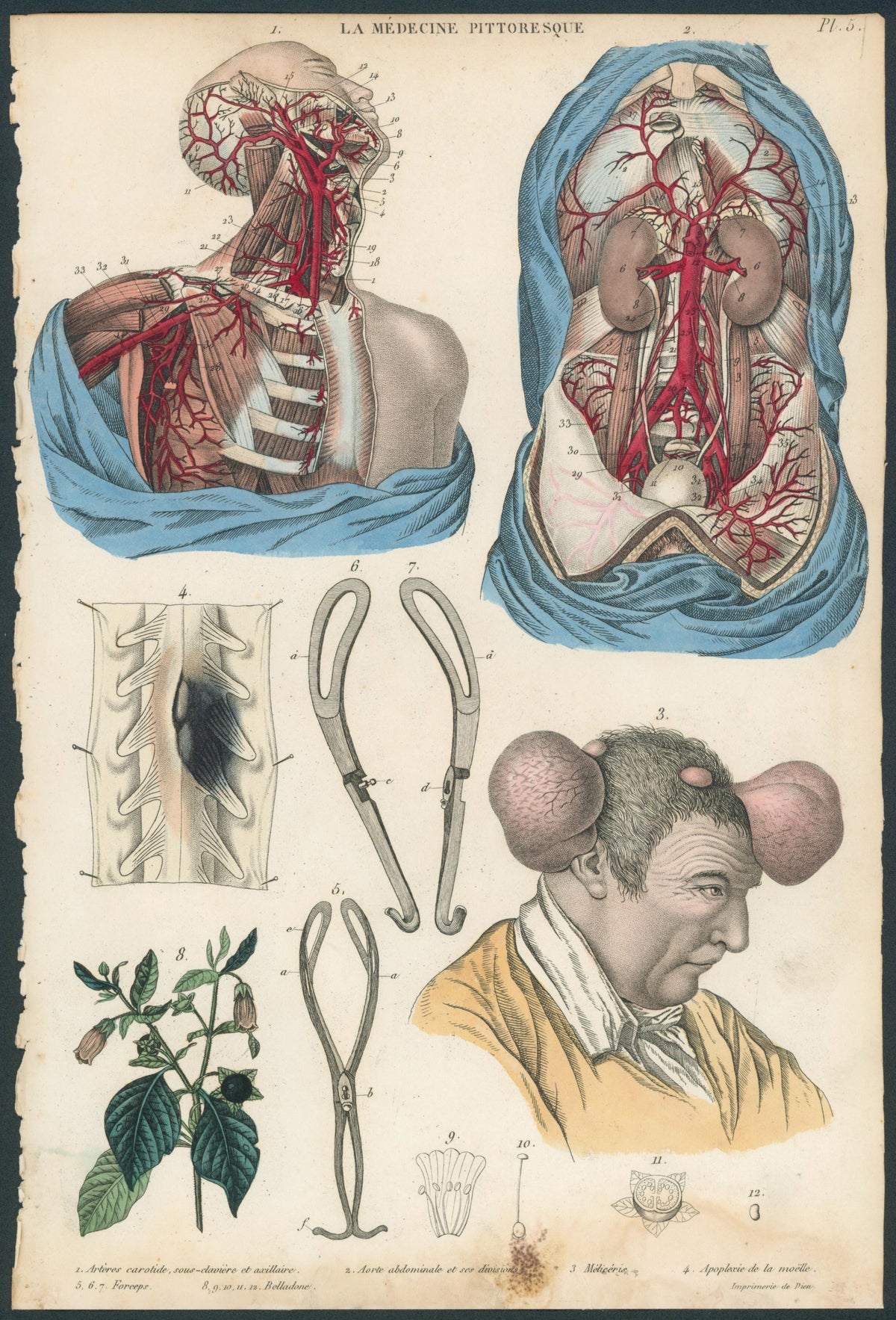 Plate 5