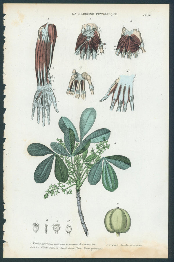 Plate 71