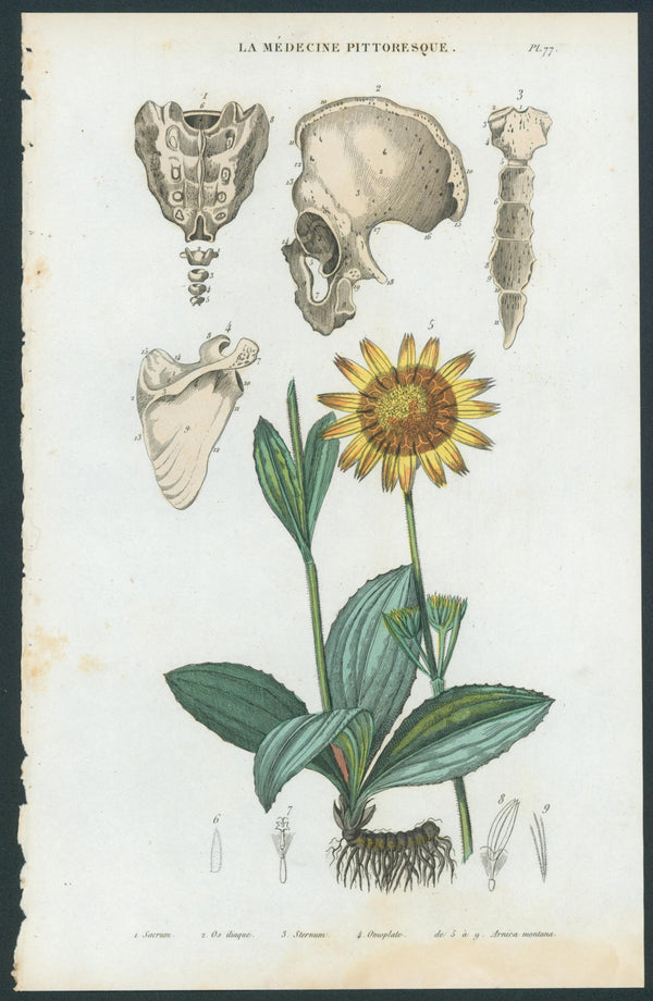 Plate 77