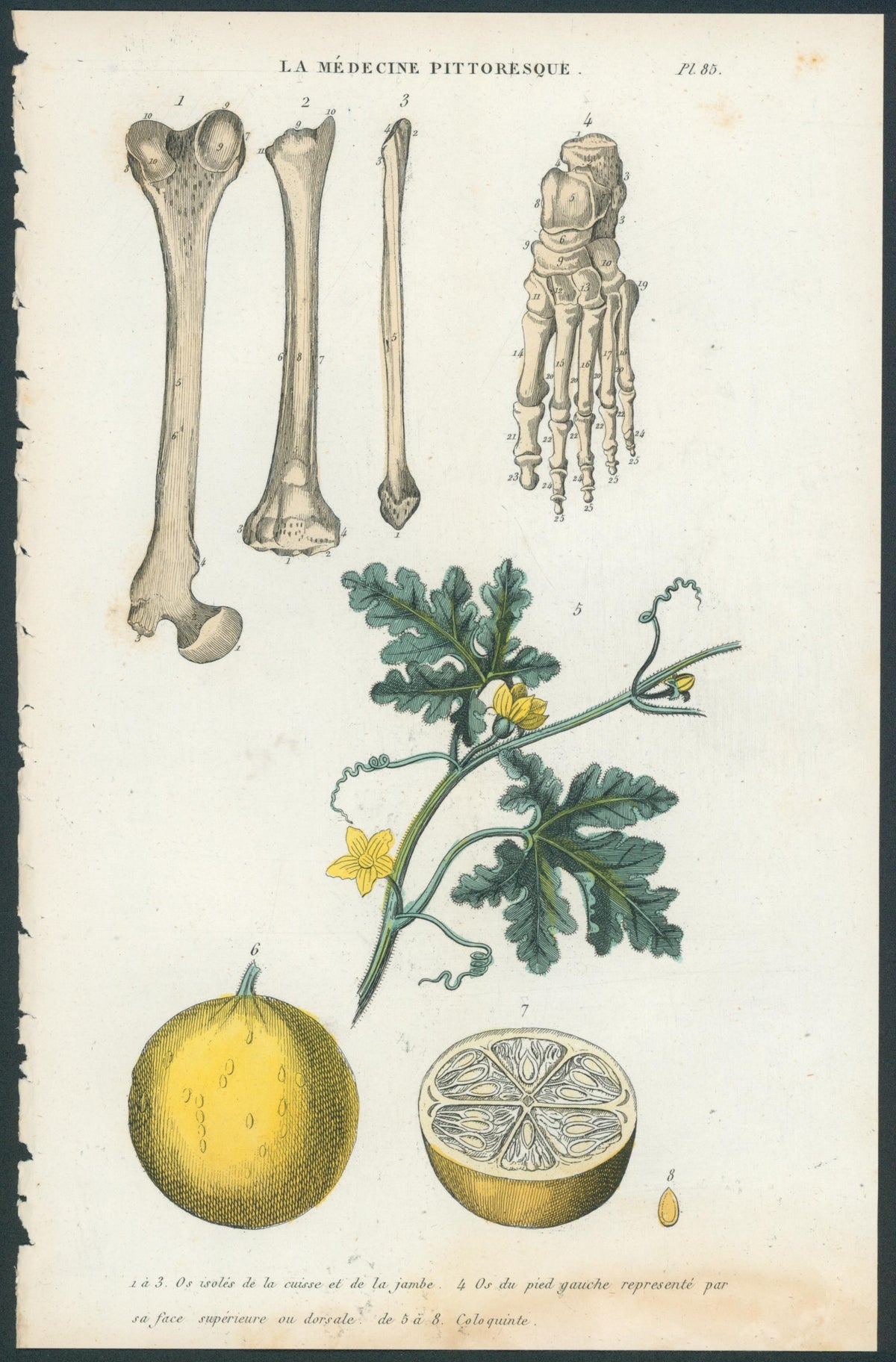 Plate 85