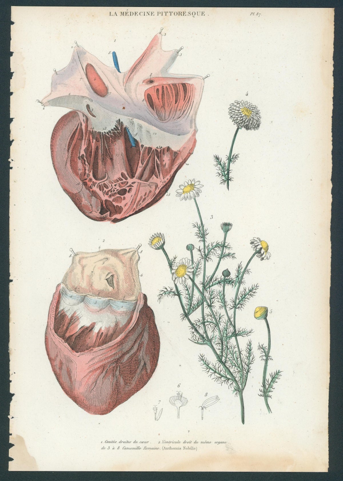 Plate 87