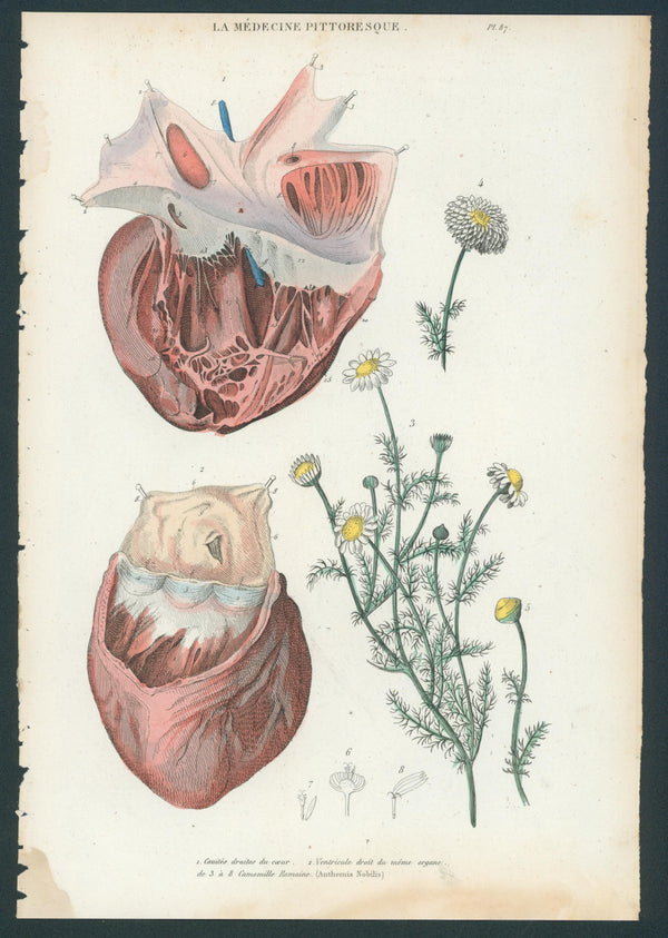 Plate 87