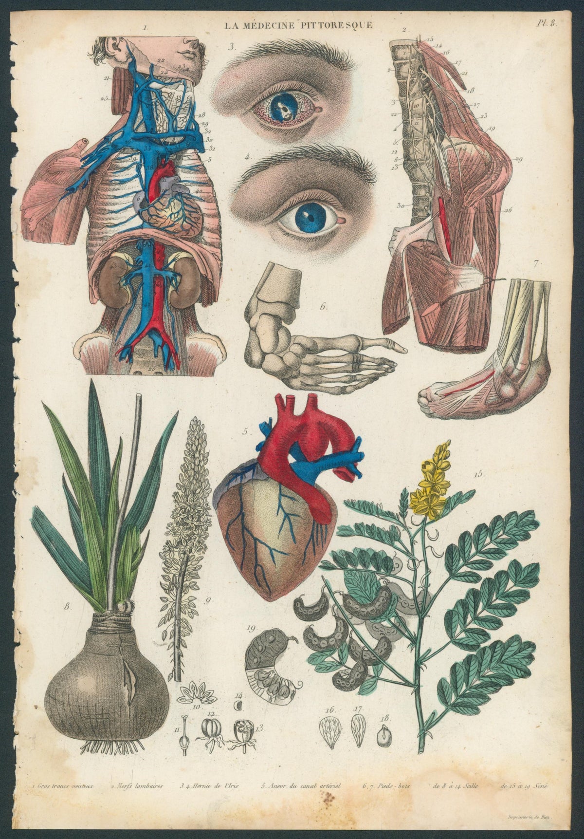 Plate 8