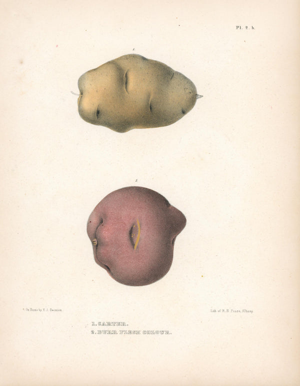 Carter Potato- Chromolithograph - Authentic Vintage Antique Print