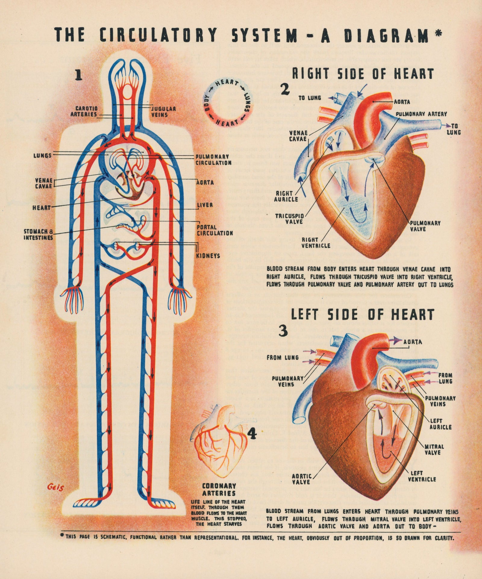 Circulatory System- Fortune Magazine Ad - Authentic Vintage Illustration