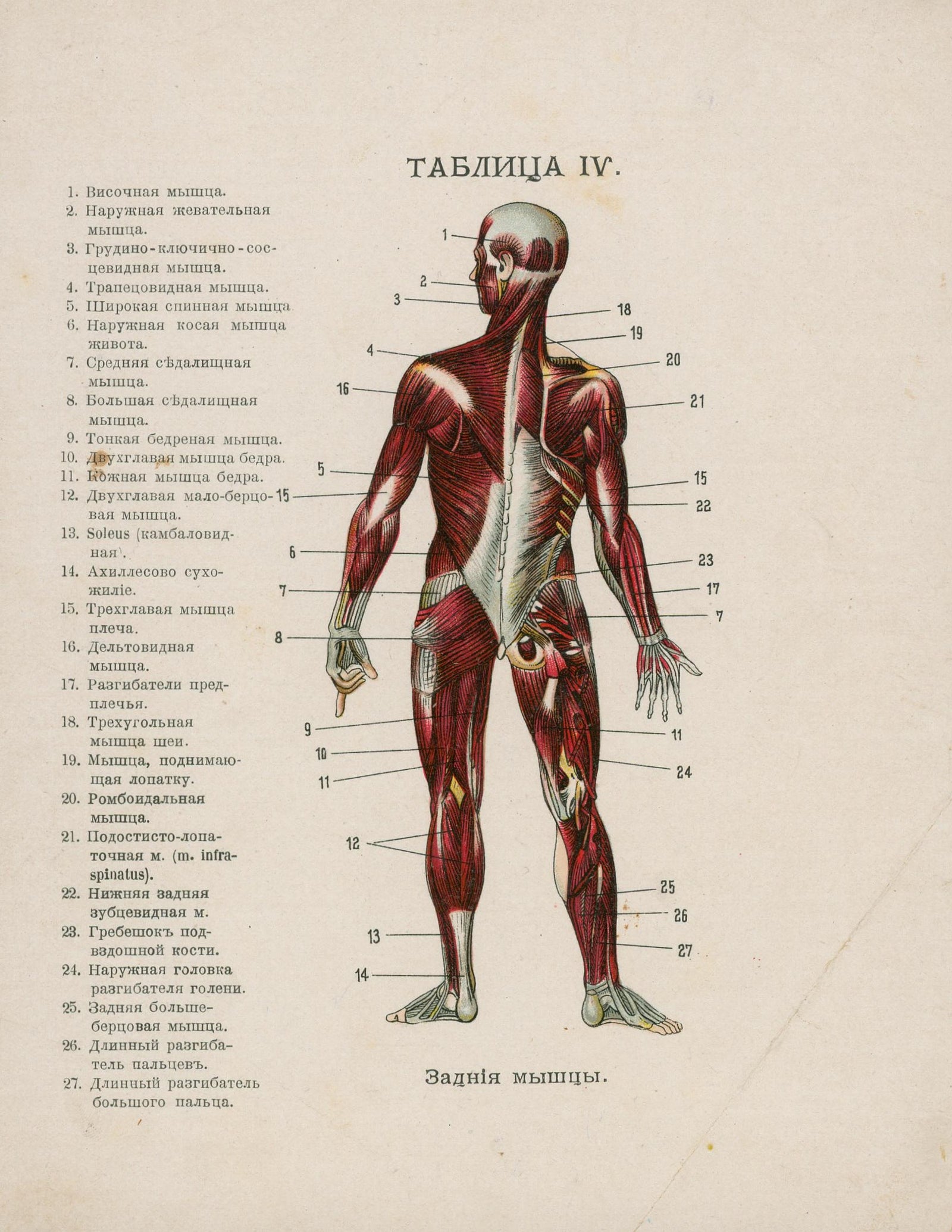 Russian Anatomical Chromolithograph - Authentic Vintage Antique Print