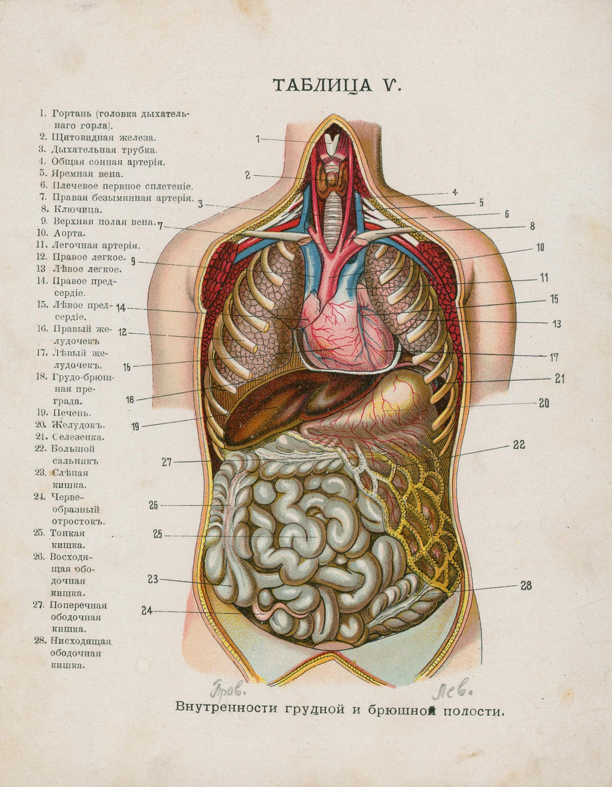 Russian Anatomical Chromolithograph - Authentic Vintage Antique Print
