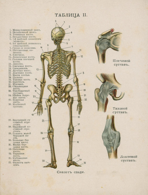 Russian Anatomical Chromolithograph - Authentic Vintage Antique Print