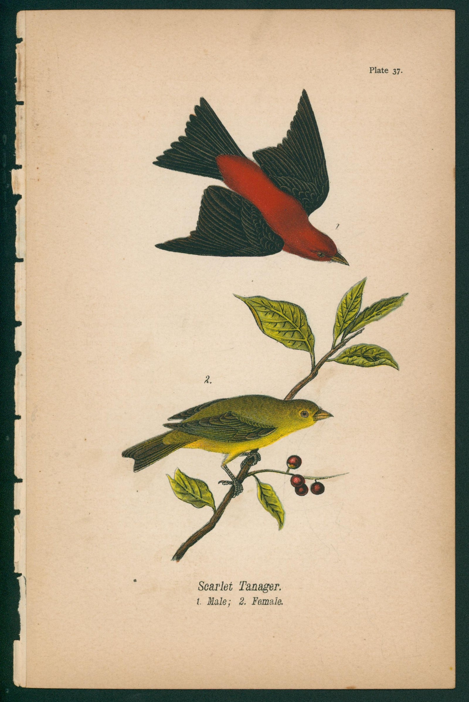 Scarlet Tanager- Chromolithograph - Authentic Vintage Antique Print