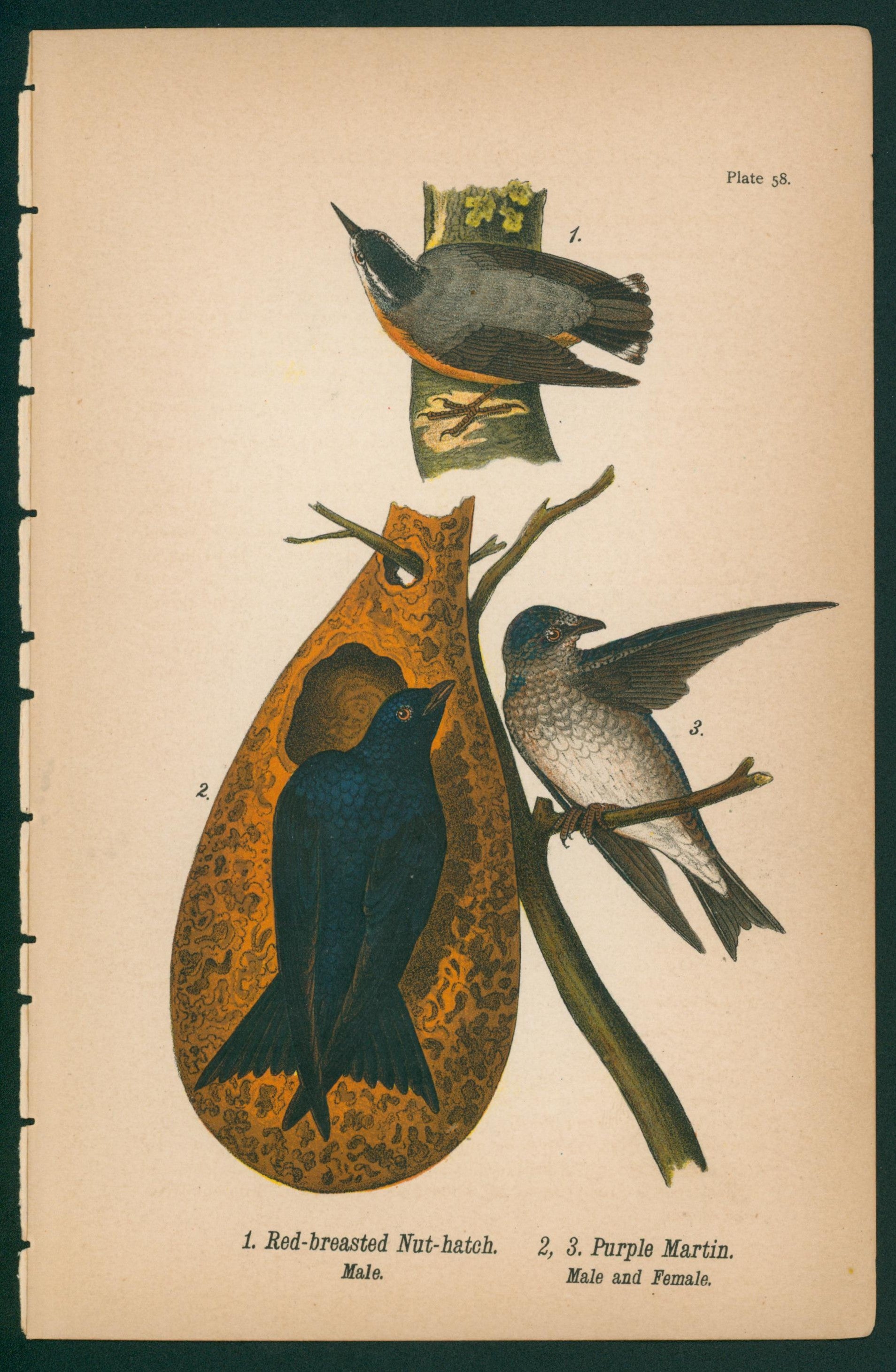 Red-Breasted Nut Hatch- Chromolithograph - Authentic Vintage Antique Print