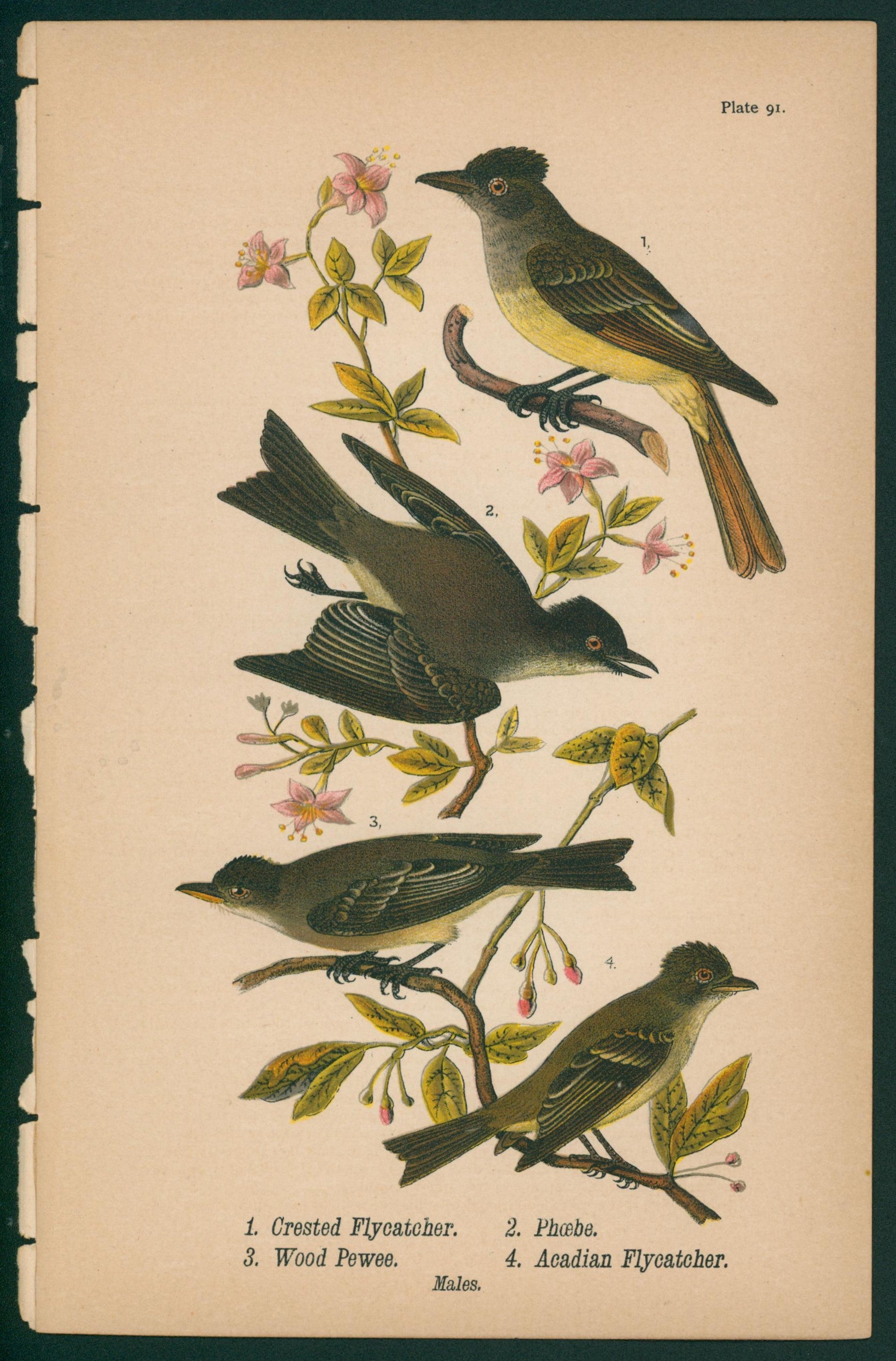 Fly Catcher, Phoebe, PeWee- Chromolithograph - Authentic Vintage Antique Print