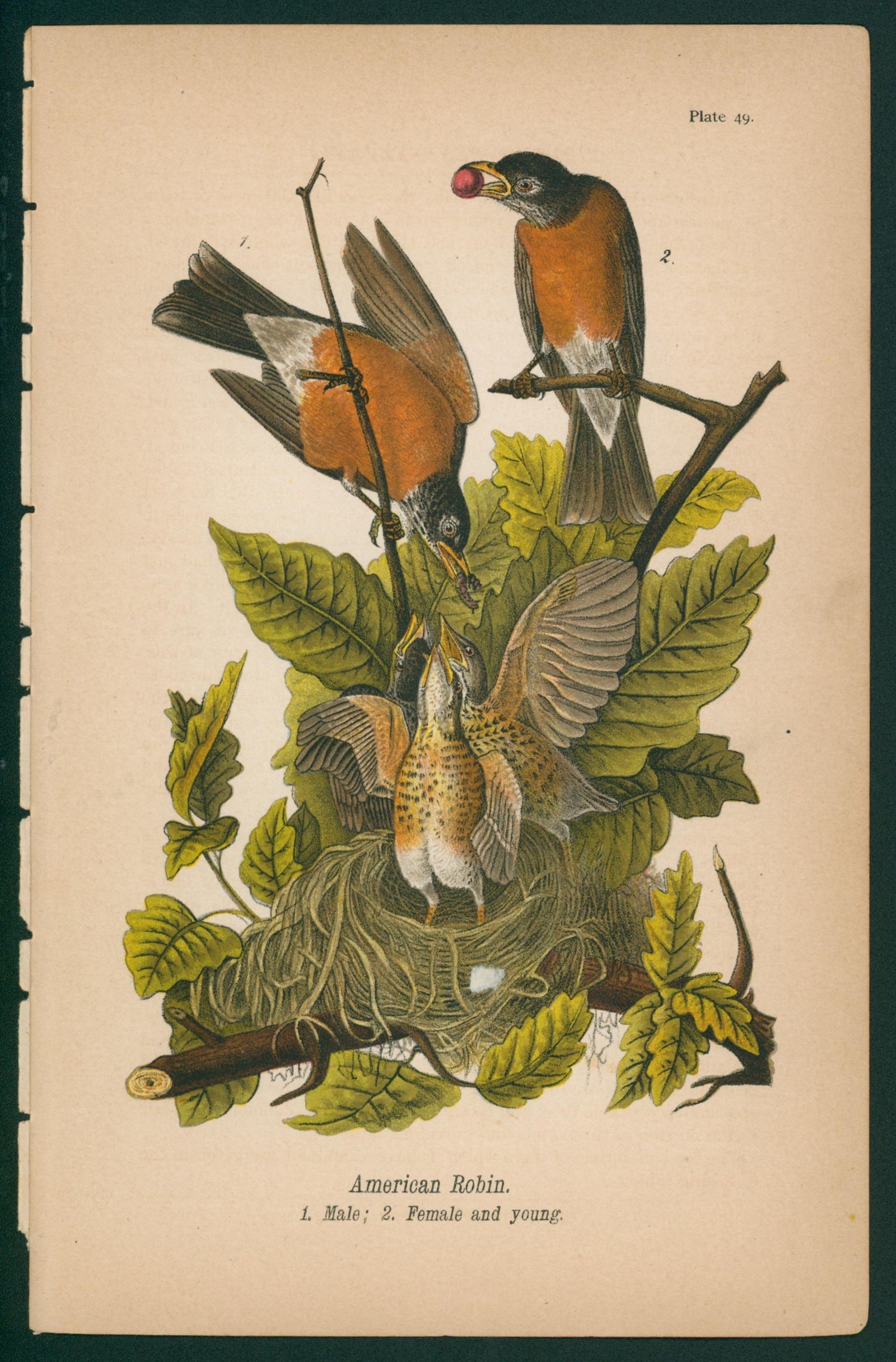 Green Heron- Chromolithograph - Authentic Vintage Antique Print