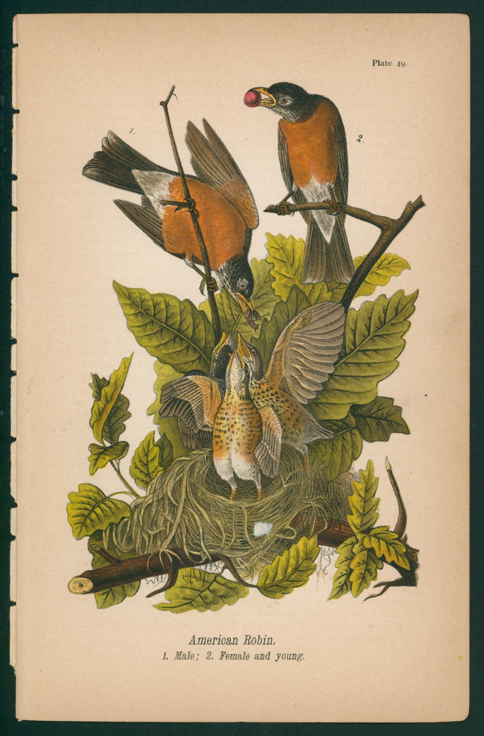 Green Heron- Chromolithograph - Authentic Vintage Antique Print