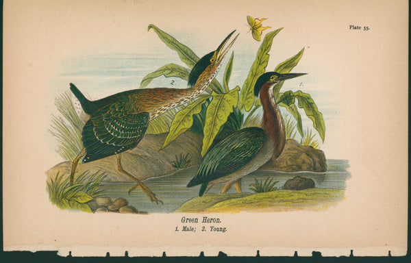 Green Heron- Chromolithograph - Authentic Vintage Antique Print