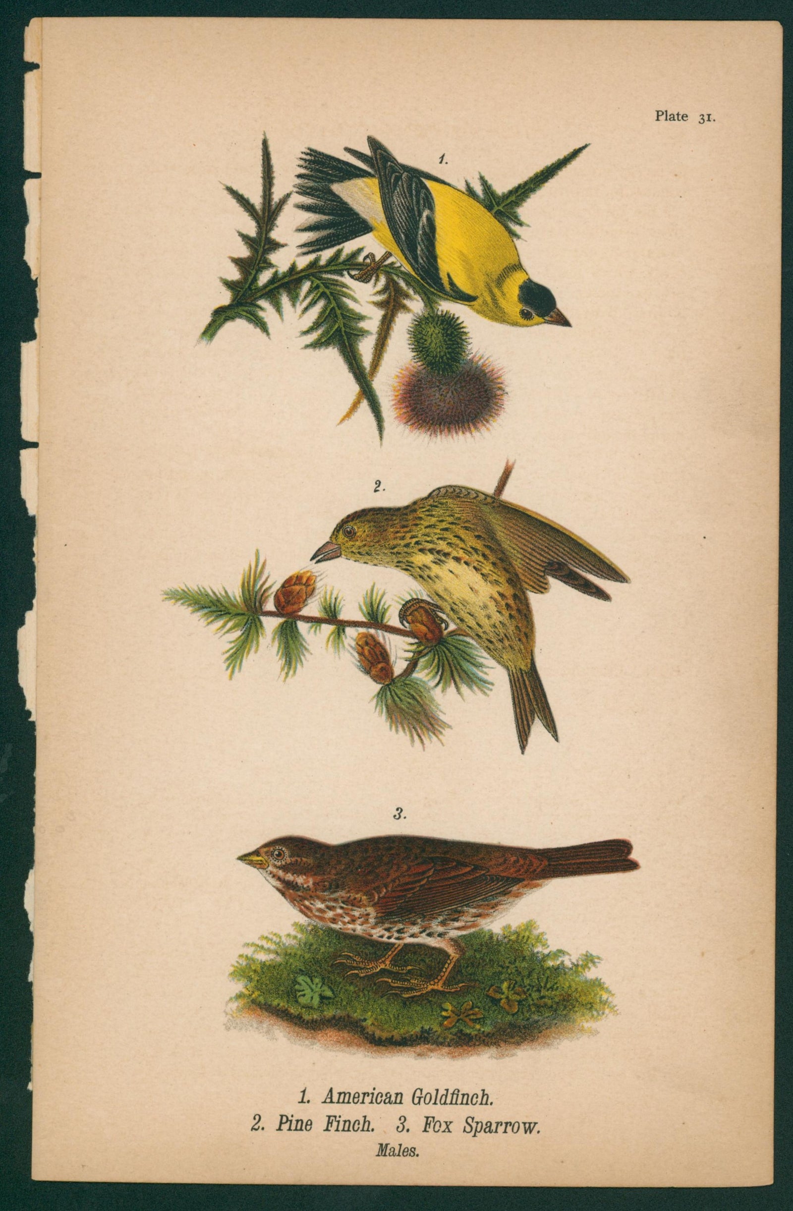 Gold Finch, Finch, Sparrow- Chromolithograph - Authentic Vintage Antique Print